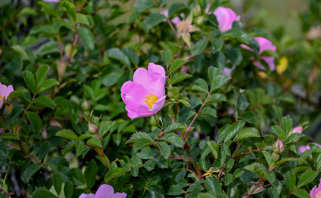 Изображение особи Rosa oxyodon.