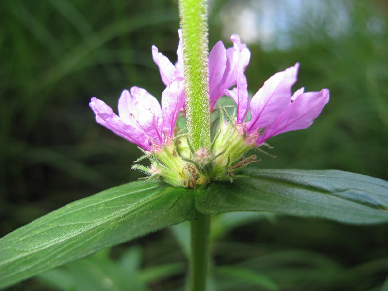 Image of Lythrum salicaria specimen.