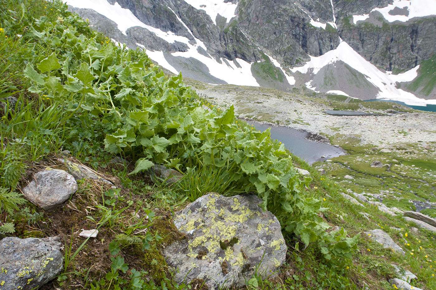 Image of Senecio taraxacifolius specimen.