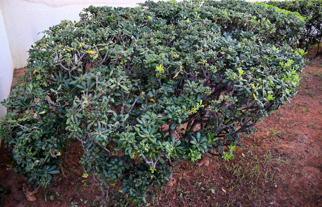 Image of Pittosporum tobira specimen.