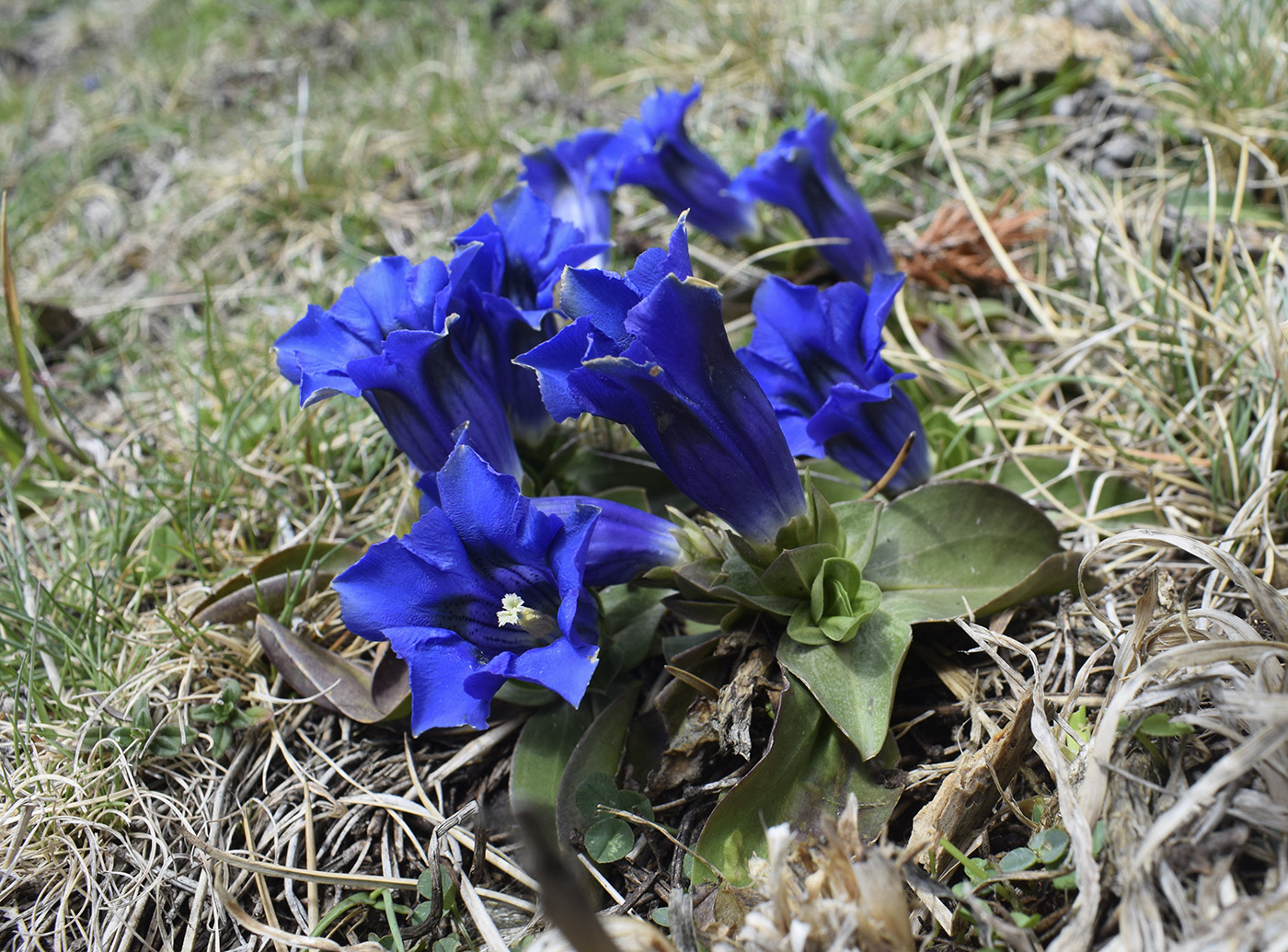 Image of Gentiana alpina specimen.