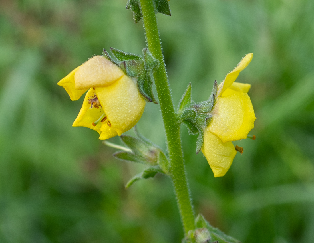 Изображение особи Verbascum virgatum.