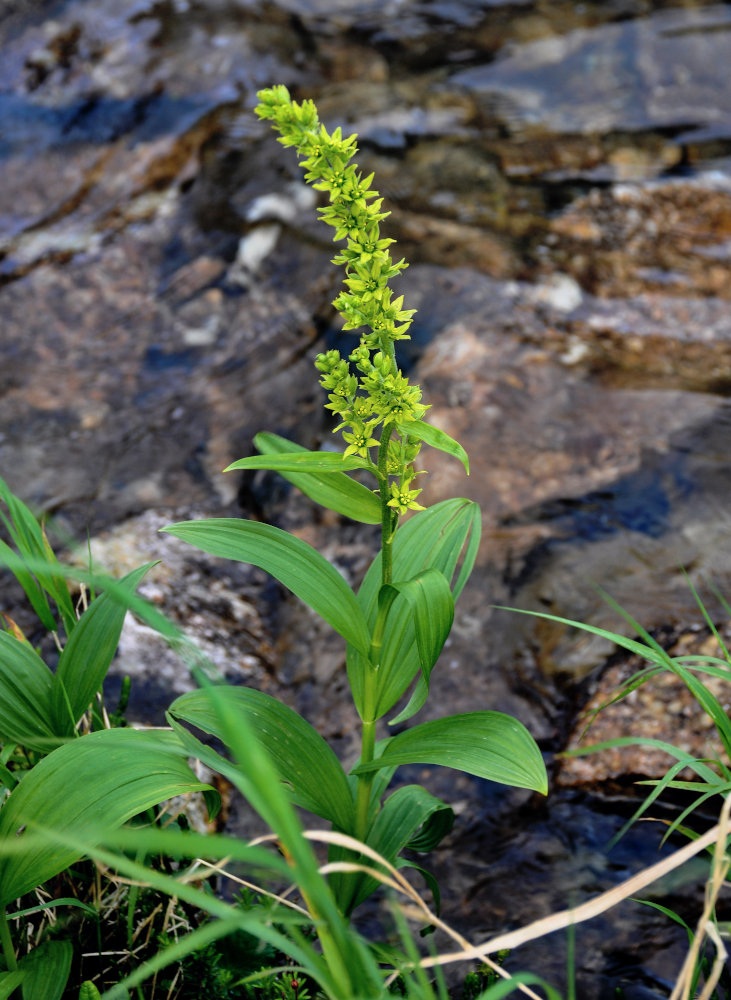 Изображение особи Veratrum oxysepalum.