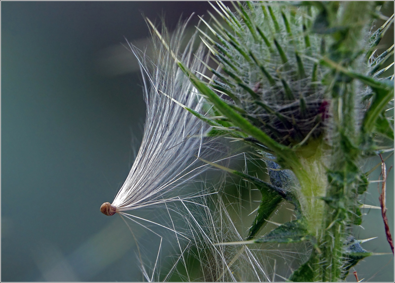 Image of Cirsium vulgare specimen.