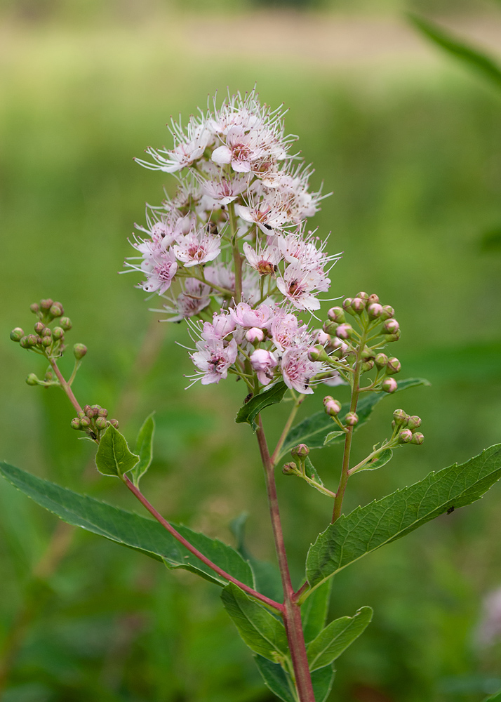 Image of Spiraea salicifolia specimen.