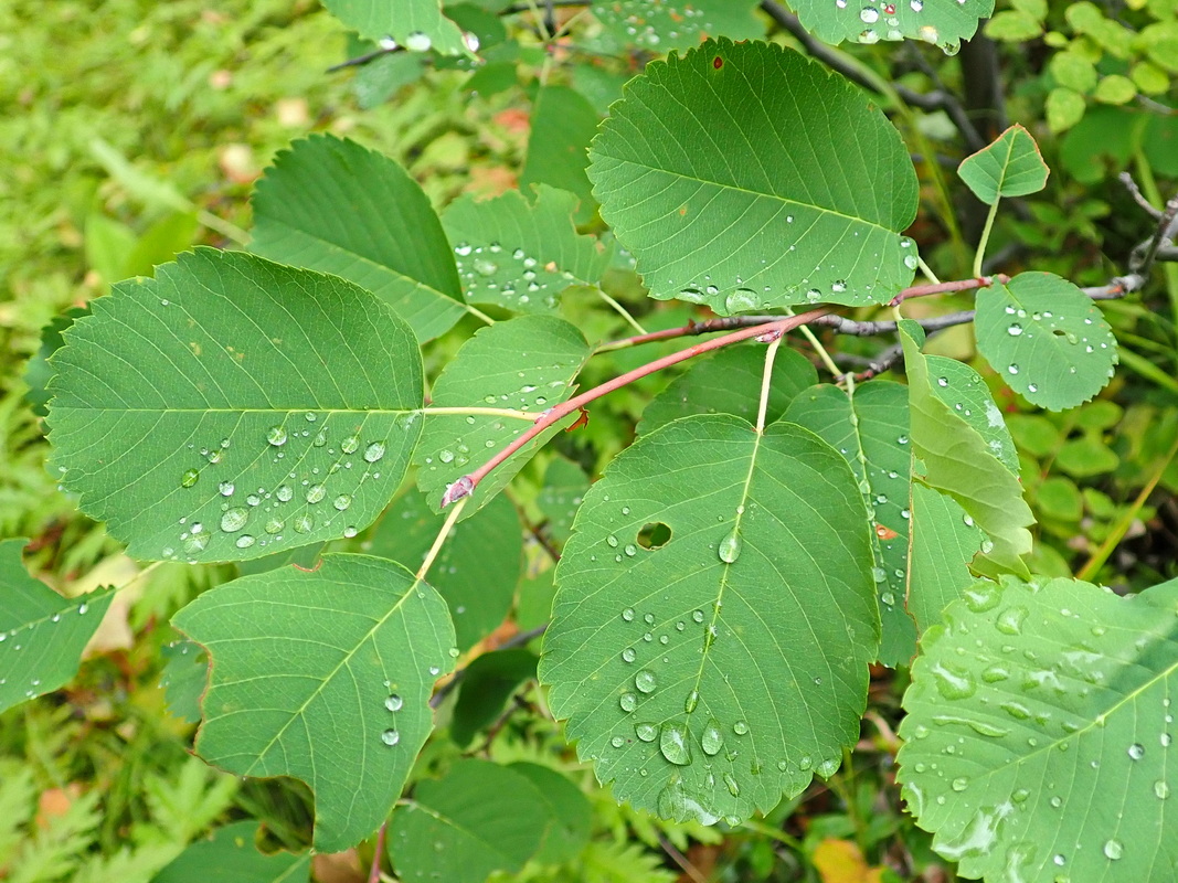 Изображение особи род Amelanchier.