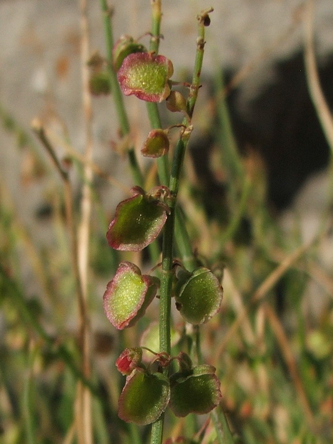 Изображение особи Rumex hastifolius.