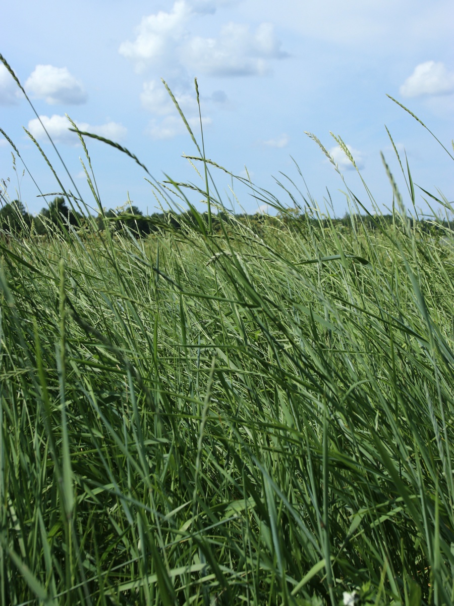 Image of Elytrigia repens specimen.