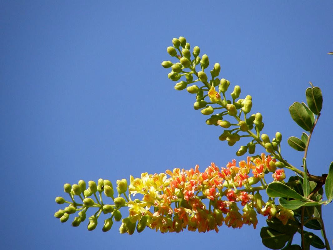 Изображение особи Caesalpinia spinosa.