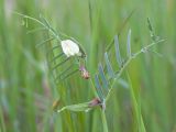 Vicia biebersteinii. Верхушка побега с цветком и незрелым плодом. Краснодарский край, Крымский р-н, окр. станицы Неберджаевская, долина р. Неберджай, приречный луг. 20.04.2024.