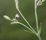 Silene aprica