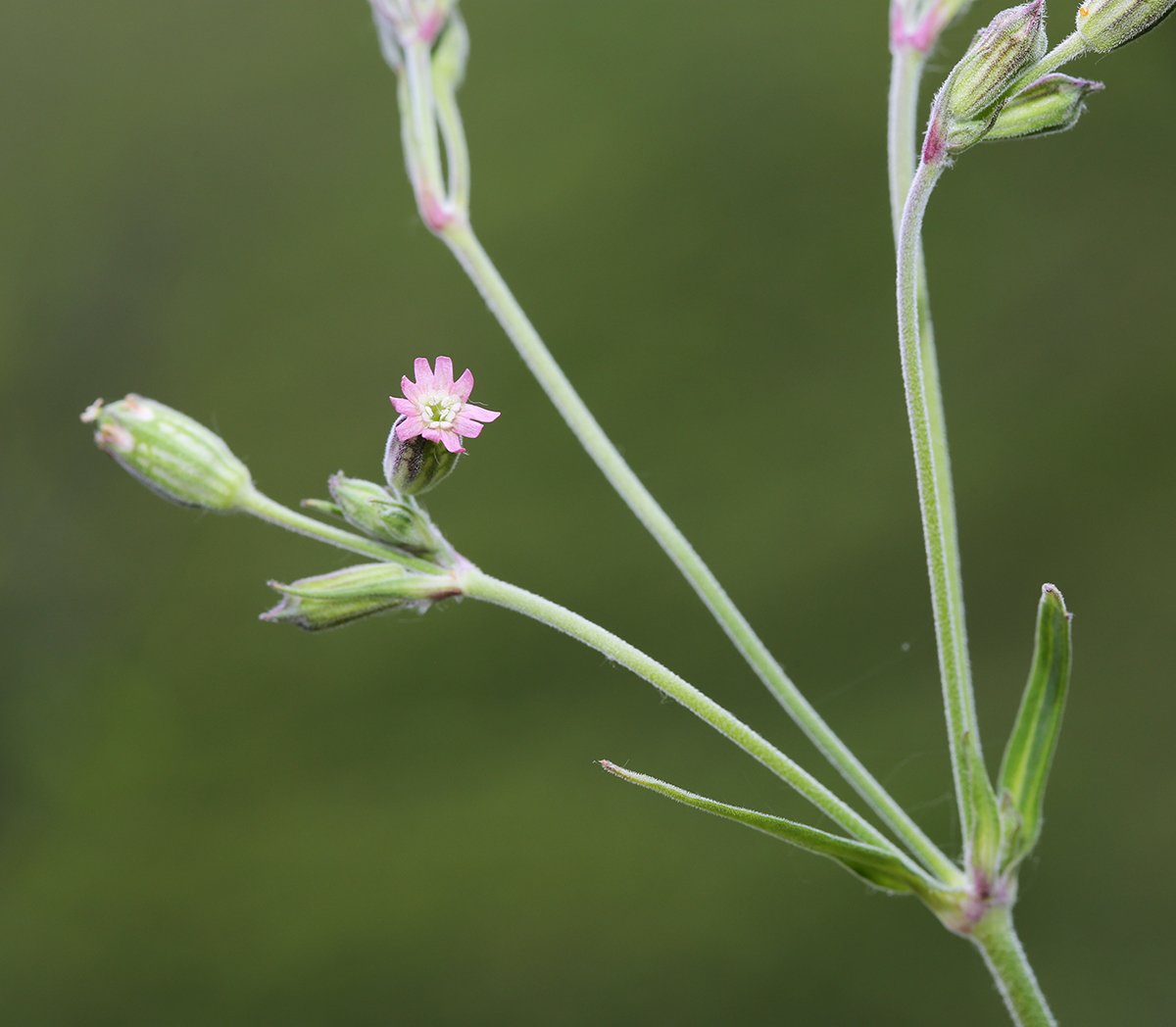 Image of Silene aprica specimen.