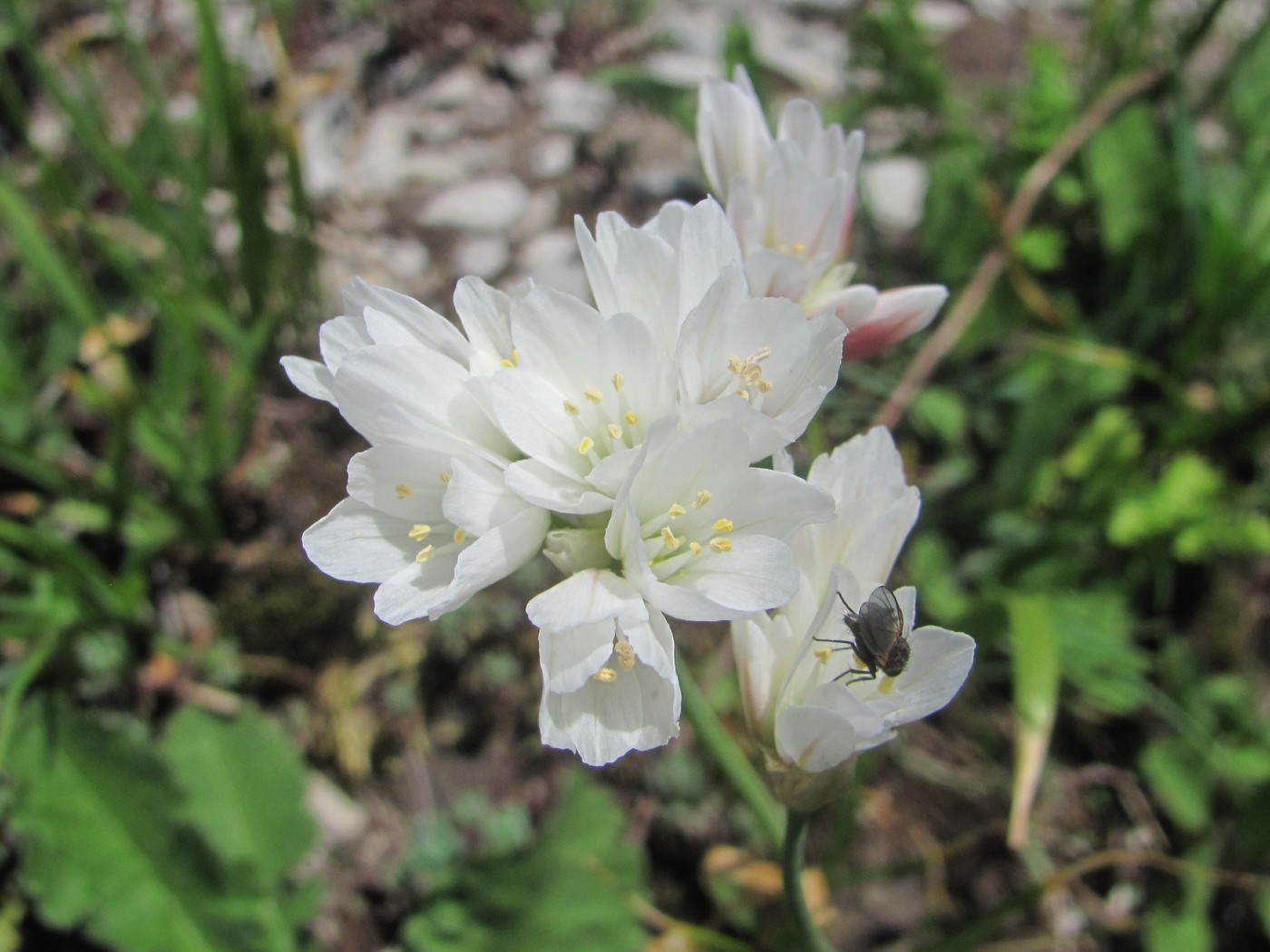 Изображение особи Allium circassicum.