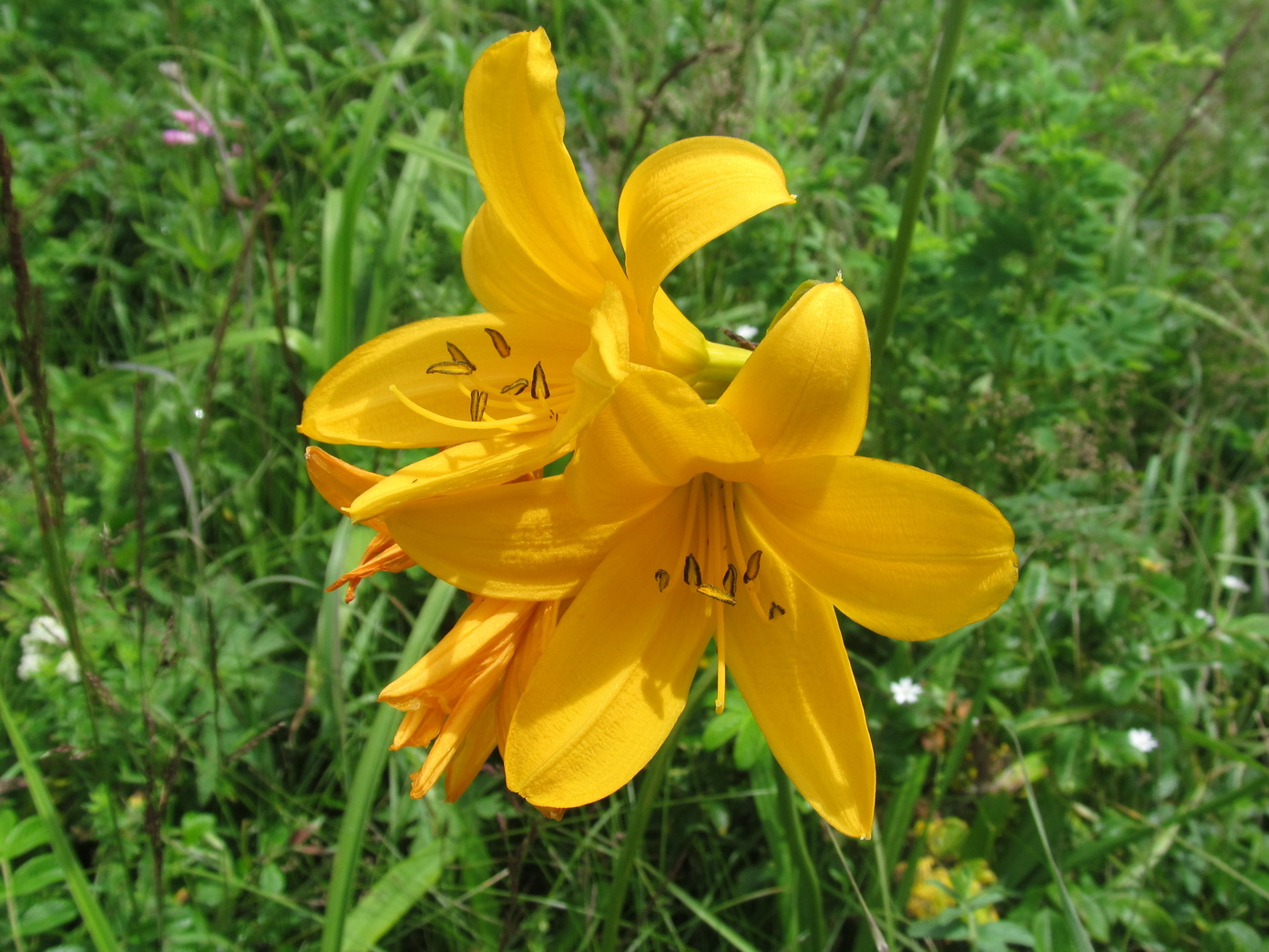 Изображение особи Hemerocallis esculenta.