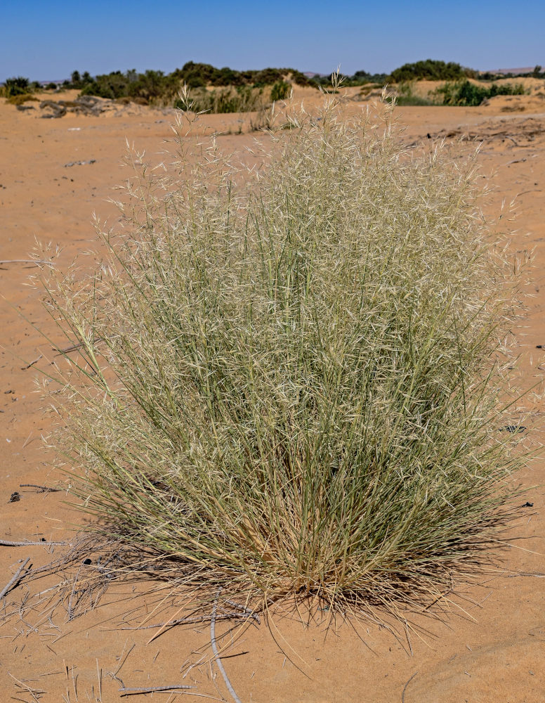 Изображение особи семейство Poaceae.