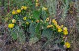 Opuntia humifusa