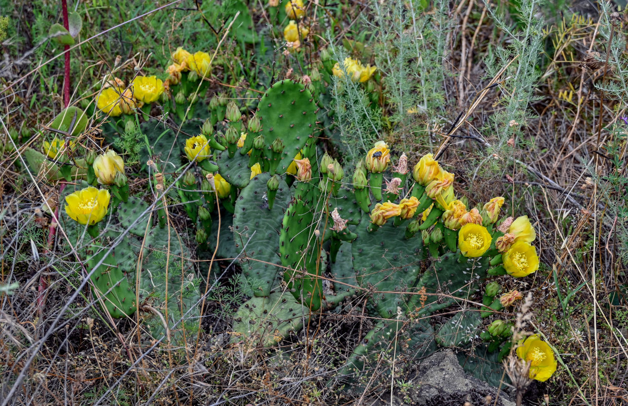 Image of Opuntia humifusa specimen.