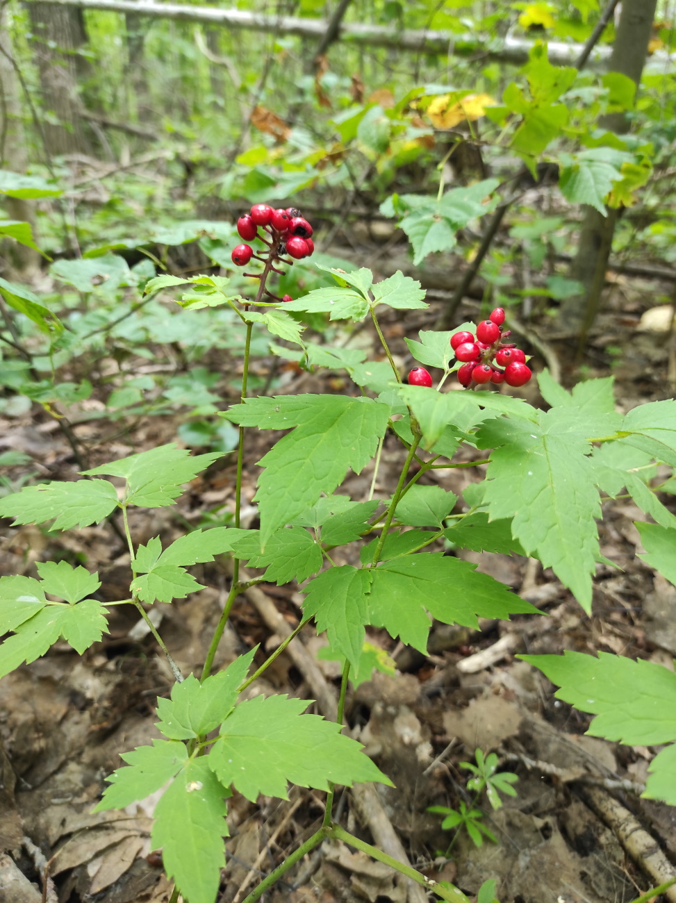 Image of Actaea erythrocarpa specimen.