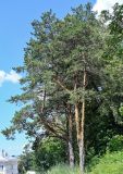 Pinus sylvestris. Взрослые деревья. Костромская обл., г. Кострома, в парке. 29.06.2024.