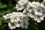 genus Spiraea. Цветки с двукрылым насекомым. Приморский край, г. Владивосток, о. Русский, кампус ДВФУ, в озеленении. 28.06.2023.