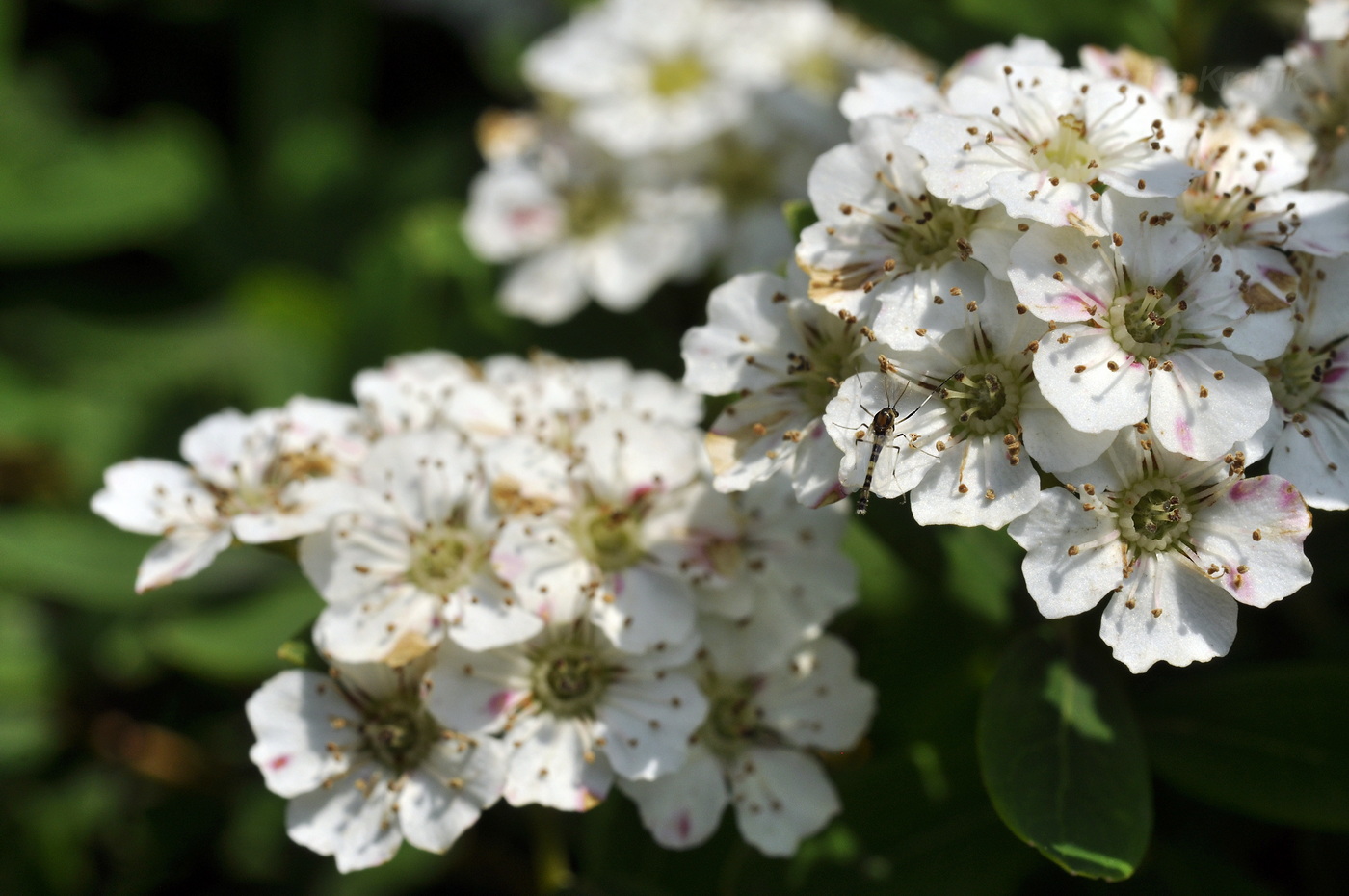 Изображение особи род Spiraea.