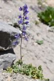 Delphinium brunonianum. Цветущее растение. Таджикистан, Горно-Бадахшанская автономная обл., Ишкашимский р-н, Ишкашимский хр., дол. р. Памир, выс. ≈ 3800 м н.у.м., сухой каменистый склон. 3 июля 2024 г.