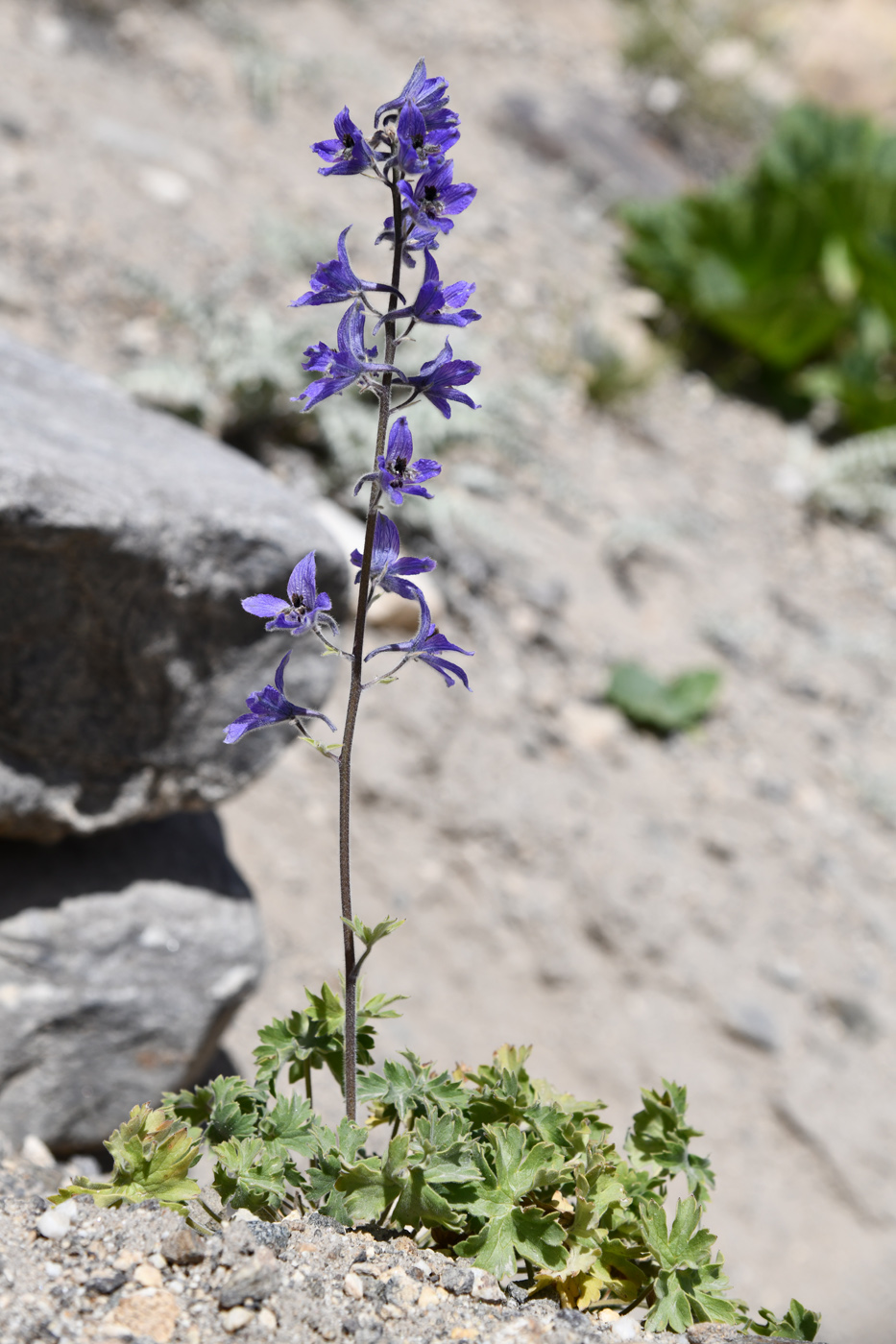 Изображение особи Delphinium brunonianum.