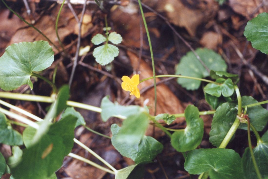 Image of Caltha arctica specimen.