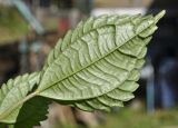 Pilea mongolica. Лист (вид на абаксиальную поверхность). Приморский край, Шкотовский р-н, пос. Подъяпольск, бровка оврага в широколиственном лесу. 22.09.2024.