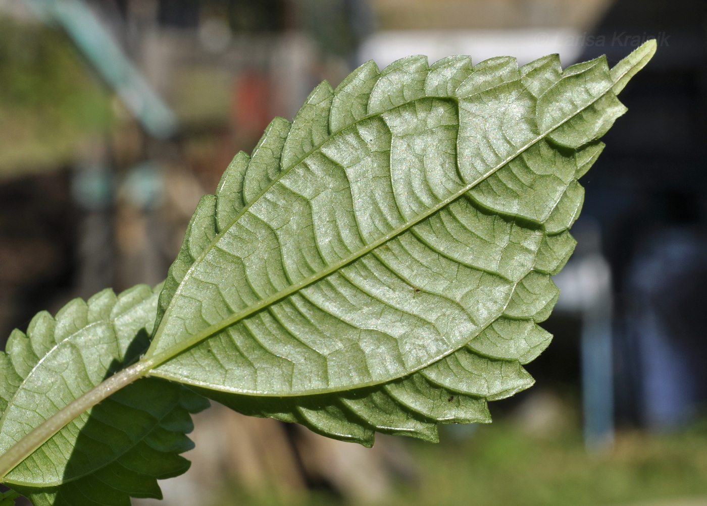 Image of Pilea mongolica specimen.