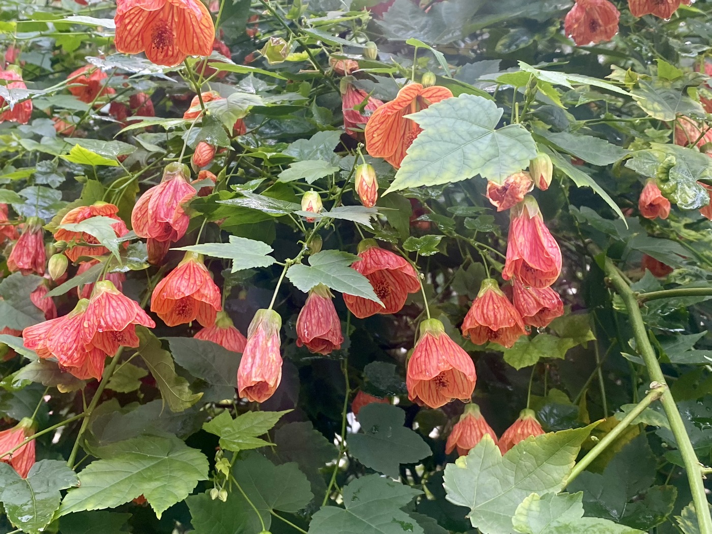 Изображение особи Abutilon pictum.