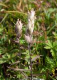 Castilleja pavlovii