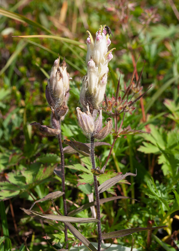 Image of Castilleja pavlovii specimen.