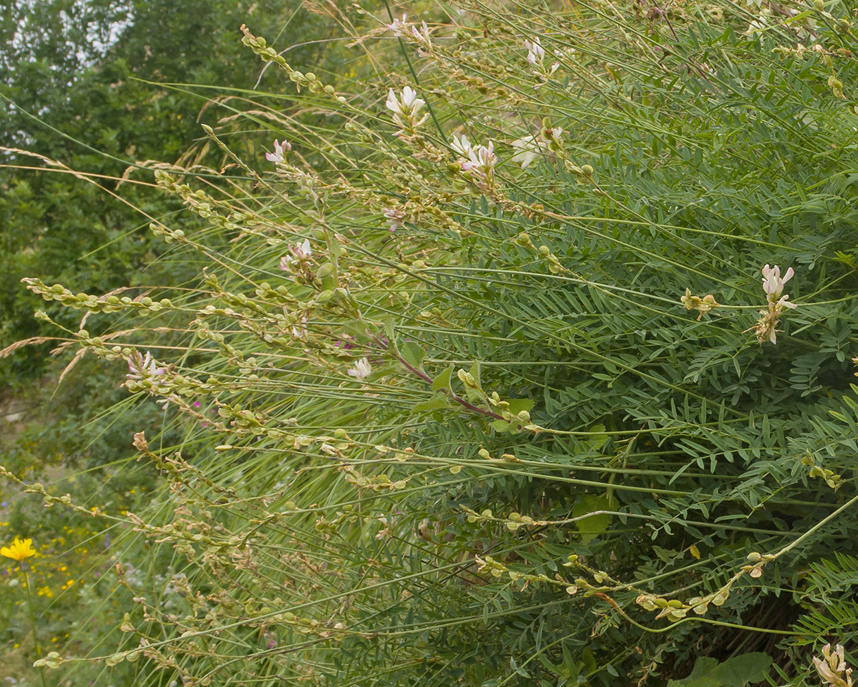 Изображение особи Onobrychis petraea.