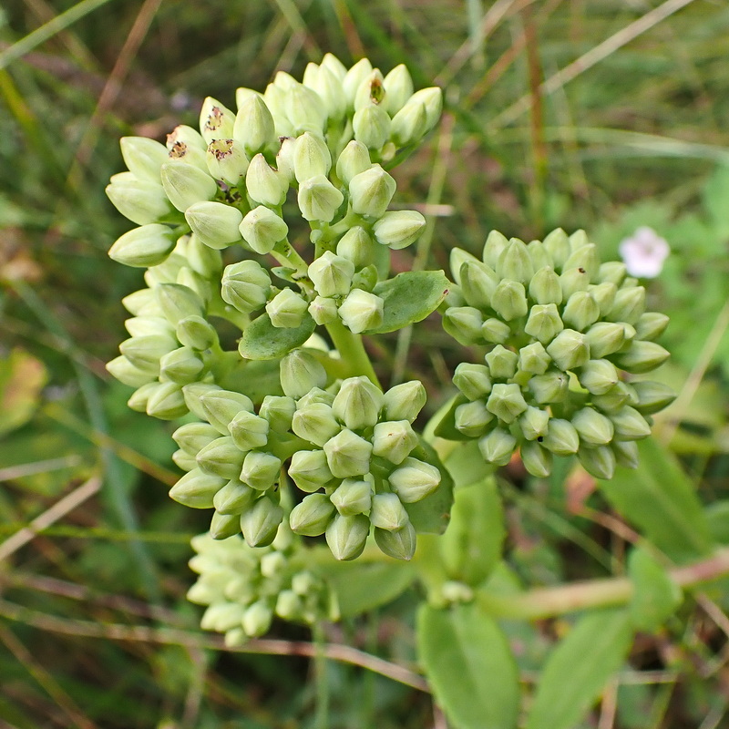 Изображение особи Hylotelephium pallescens.