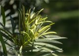 Podocarpus macrophyllus. Побеги. Турция, г. Анталья, Dokuma Park, в культуре. 01.06.2024.