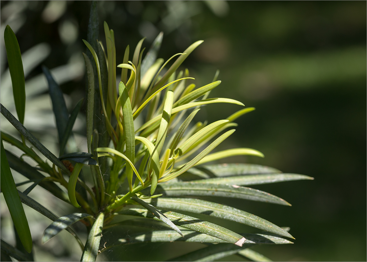 Изображение особи Podocarpus macrophyllus.