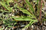 Scorzonera humilis. Прикорневые листья. Ленинградская обл., Волосовский р-н, окр. дер. Донцо, замшелый суходольный злаково-разнотравный луг на карбонатной почве. 22.06.2024.