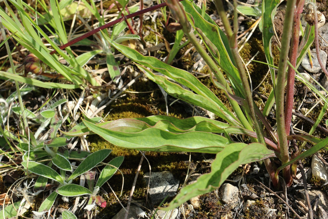 Изображение особи Scorzonera humilis.