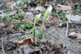 Galanthus plicatus. Растения с бутонами. Краснодарский край, м/о г. Новороссийск, окр. пос. Глебовка, вершина горы Глебовка, грабово-дубовый лес с примесью Juniperus deltoides. 15.02.2025.