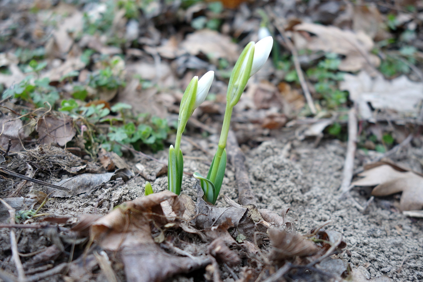 Изображение особи Galanthus plicatus.