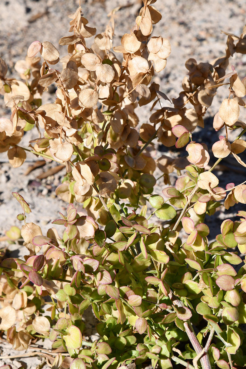 Image of Atriplex aucheri specimen.