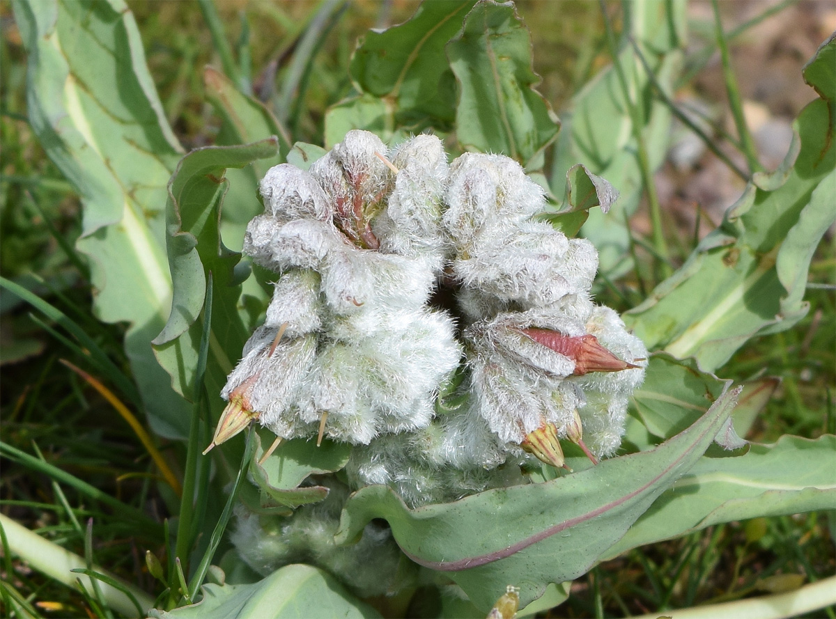 Image of Rindera austroechinata specimen.