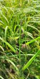 Sparganium erectum