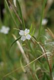 Epilobium palustre