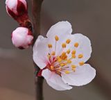 View full-size image Armeniaca sibirica
