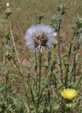 Смотреть изображение Urospermum picroides