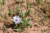 Смотреть изображение Epilasia mirabilis