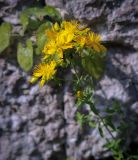 View full-size image Hypericum perforatum