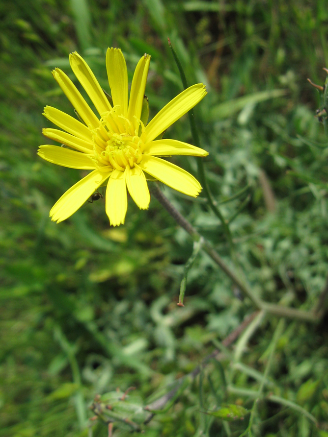 Image of genus Podospermum specimen.